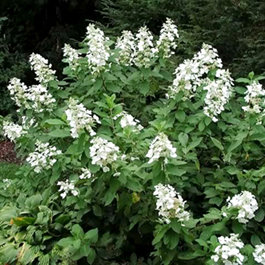           Hydrangea paniculata Tardiva